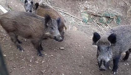 Foto de Dos meses de lucha frente a la peste porcina africana con 2.000 millones de euros en el aire