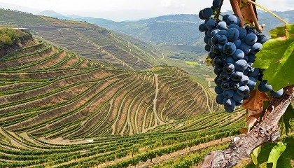 Foto de ViniPortugal procura Embaixador da marca Wines of Portugal
