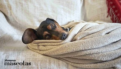 Foto de Un invierno acogedor y seguro: claves para cuidar a las mascotas en plena ola de fr�o