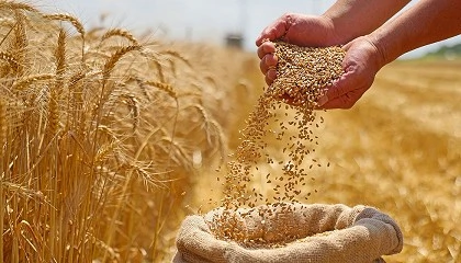 Foto de Seedsight desenvolve solu��o inovadora para an�lise de cereais em tempo real