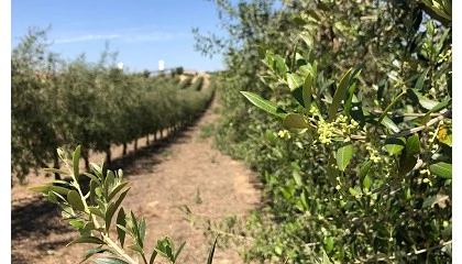 Fotografia de Andaluc�a prepara ayudas para las Agrupaciones de Producci�n Integrada de olivar