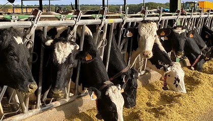 Foto de El estr�s por calor no s�lo est� en el verano