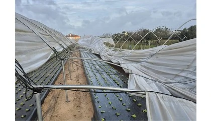 Foto de Depress�o Kristin: Governo anuncia apoios excecionais � agricultura