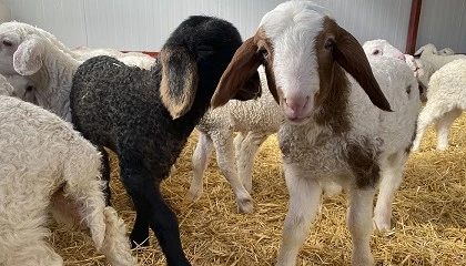 Foto de Las c�scaras de almendra muestran potencial para mejorar la calidad de la carne de cordero