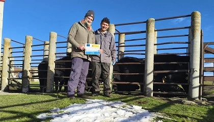 Foto de Inseminaci�n artificial en novillas de Avile�a-Negra Ib�rica para el proyecto Smartfarmrani