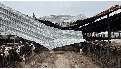 Foto de Produtores de leite pedem apoio c�lere ao Governo