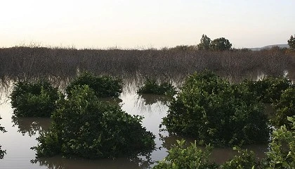 Foto de Inundaciones en Andaluc�a: fuertes p�rdidas econ�micas en las granjas extensivas
