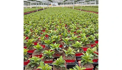 Foto de Gramoflor impulsa sustratos m�s sostenibles con alternativas a la turba