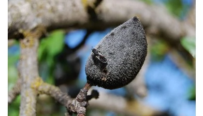 Foto de Uni� de Pagesos reclama mayor acceso a fitosanitarios ante plagas y enfermedades