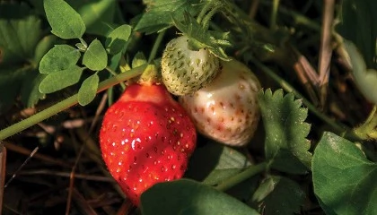 Foto de Temporal em Odemira provoca preju�zos milion�rios e p�e em risco produ��o de pequenos frutos