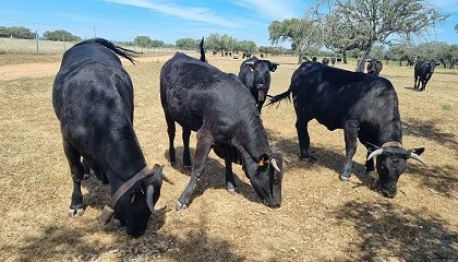 Foto de La IGP Carne de �vila pide incluir sementales de raza Angus en cruces con vacas de Avile�a