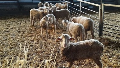 Foto de Las cooperativas andaluzas advierten de la alta mortalidad y tasa de abortos de la lengua azul