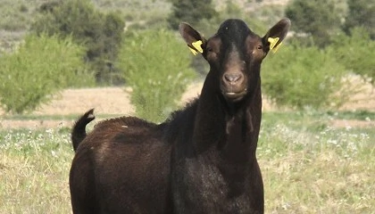 Foto de Aspectos clave para la selecci�n de sementales en la raza Murciano-Granadina