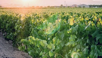 Foto de IWCA presenta la primera recopilaci�n global de proyectos de secuestro de carbono en vi�edos