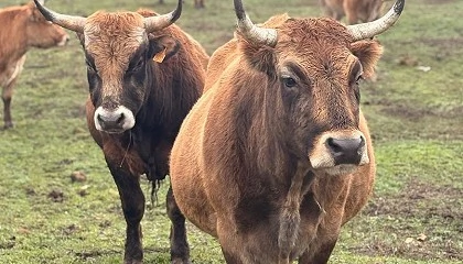Foto de Se buscan ganaderos para impulsar la recuperaci�n de la vaca Mantequera Leonesa