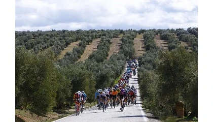 Foto de 'Los gregarios del olivar': BALAM Agriculture se une a la Cl�sica Ja�n Para�so Interior