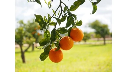 Foto de Bioline Iberia refuerza la citricultura sostenible con Ruralfruit-Innovation