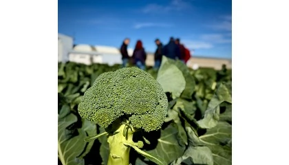Foto de Un m�todo combina simulaciones digitales y drones para predecir el rendimiento de cultivos hort�colas