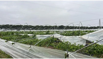 Foto de Freshuelva estima una caída del 50% de las exportaciones por culpa del temporal y reclama ayudas urgentes