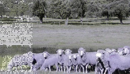 Foto de La IGP Cordero de Extremadura ampl�a hasta 180 d�as la edad m�xima de sacrificio