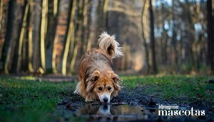 Foto de Cuidados clave para que tu perro sobreviva a la ola de borrascas