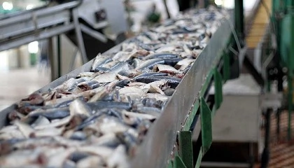 Foto de CONXELAB impulsa una maqueta interactiva para divulgar la cadena de valor de la pesca y la acuicultura