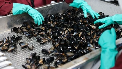 Foto de Nuevas tecnolog�as digitales mejoran la sostenibilidad y la eficiencia en la producci�n de mejill�n y pulpo en Galicia