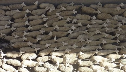 Foto de Alta mortalidad de la ganader�a extensiva de ovino y caprino por los efectos del temporal