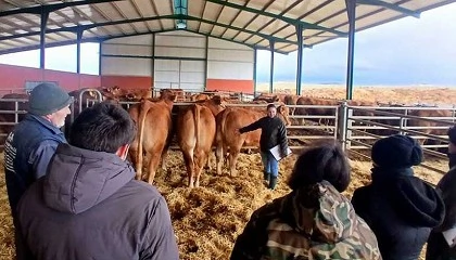 Foto de Ganaderos y t�cnicos perfeccionan su criterio para calificar la raza Limusina