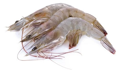 Foto de La visi�n artificial permite clasificar el camar�n con un 87% de precisi�n