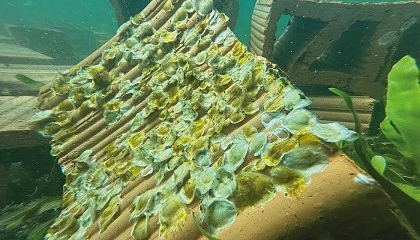 Foto de Murcia quiere recuperar sus ostras para impulsar una nueva acuicultura en el Mar Menor