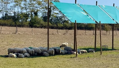 Foto de Paneles solares como refugio ovino: m�s descanso y permanencia en el pasto