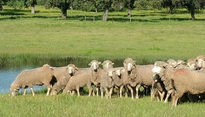 Foto de La IGP Cordero de Extremadura ampl�a hasta 180 d�as la edad m�xima de sacrificio