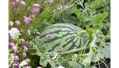 Foto de La campaña de sandía 2025/2026 en Almería registrará un 9% más de superficie