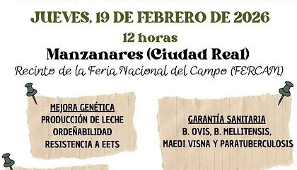 Foto de Unos 150 sementales de raza Manchega se subastar�n en Manzanares (Ciudad Real)