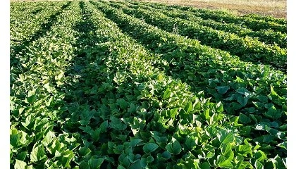 Foto de El IVIA desarrolla siete Proyectos de Cooperaci�n innovadores vinculados al sector agrario y agroalimentario