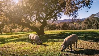 Foto de Tecnolog�a y digitalizaci�n: compa�eros de viaje en la evoluci�n del sistema de Identificaci�n, Trazabilidad y Calidad del Ib�rico