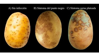 Foto de Susceptibilidad de variedades de patata a Colletotrichum coccodes y Helminthosporium solani