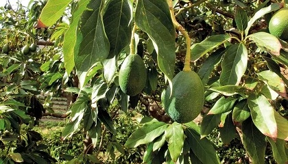 Foto de Agroecolog�a y modelos de negocio: qu� falta para la transici�n en la Axarqu�a