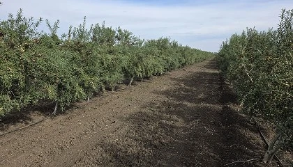 Foto de Ilitia, Brunella e Florentia, as novas pe�as para a revolu��o varietal do olival