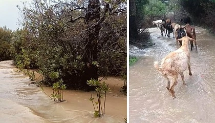 Foto de Cabra Payoya alerta sobre la dif�cil situaci�n de las ganader�as tras el temporal