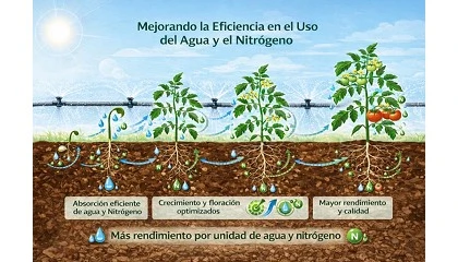 Foto de La eficiencia en el uso del nitrógeno y del agua en horticultura: evidencias fisiológicas en cultivos tipo