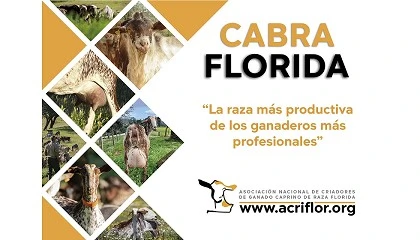 Foto de La raza Florida moderniza su imagen para mostrar los beneficios de la mejora gen�tica