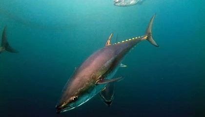 Foto de El cambio clim�tico alterar� las zonas de pesca del at�n rojo en el Atl�ntico