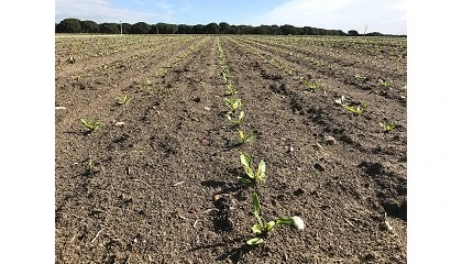 Foto de Castilla y León flexibiliza las ayudas PAC ante las "adversidades meteorológicas extremas"