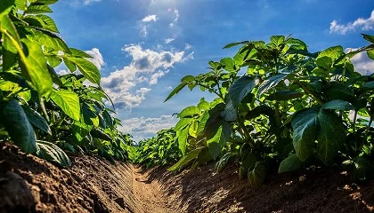 Foto de Situaci�n de la patata en Europa: un an�lisis integral (Campa�a 2025-2026)