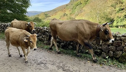 Foto de Cantabria volver� a financiar las vacunas ante la enfermedad hemorr�gica y la lengua azul