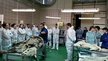 Foto de Zoetis lidera la formaci�n avanzada en diagn�stico de vacuno de cebo con talleres pr�cticos