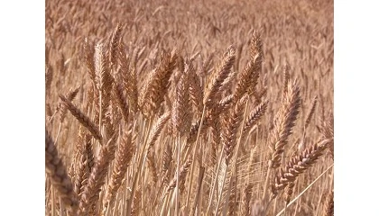 Foto de La Universidad de C�rdoba lidera el proyecto Hardiwheat para obtener nuevas variedades de trigo de calidad y sostenible
