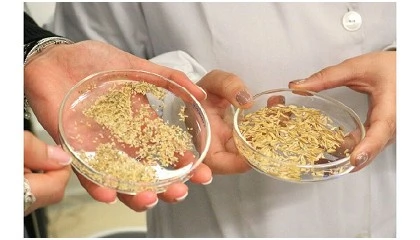 Foto de RISE-SUP transforma subprodutos do arroz em embalagens e suplementos sustent�veis